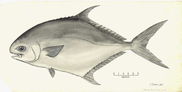 Trachinotus anak (Trachinotus anak) |commons:File:Oyster-eater Dart. Trachinotus anak (Ogilby).jpg