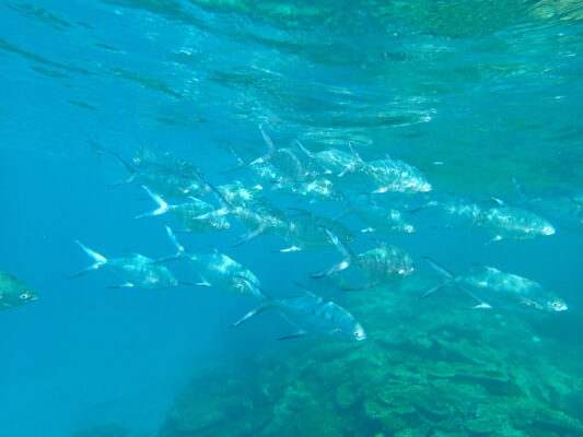 Trachinotus coppingeri (Trachinotus coppingeri) |commons:File:Trachinotus coppingeri 15737437.jpg