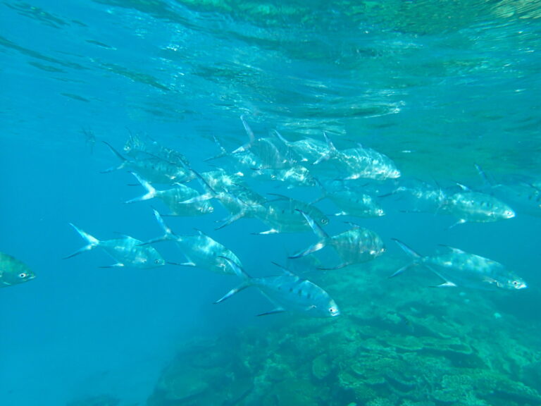 Trachinotus coppingeri (Trachinotus coppingeri) |commons:File:Trachinotus coppingeri 15737437.jpg