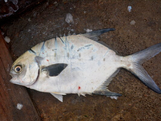 Trachinotus marginatus (Trachinotus marginatus) |commons:File:Trachinotus marginatus 199067276.jpg