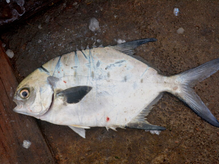 Trachinotus marginatus (Trachinotus marginatus) |commons:File:Trachinotus marginatus 199067276.jpg