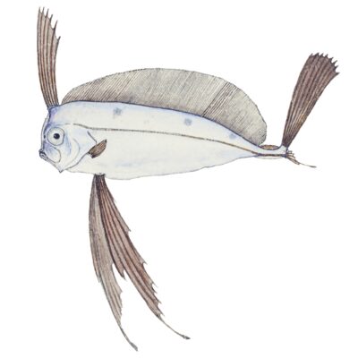 Trachipterus jacksonensis (Trachipterus jacksonensis) |commons:File:Trachipterus jacksonensis Southern Pacific fishes illustrations by F.E. Clarke 95.jpg