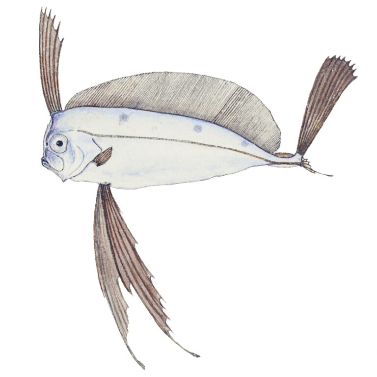 Trachipterus jacksonensis (Trachipterus jacksonensis) |commons:File:Trachipterus jacksonensis Southern Pacific fishes illustrations by F.E. Clarke 95.jpg