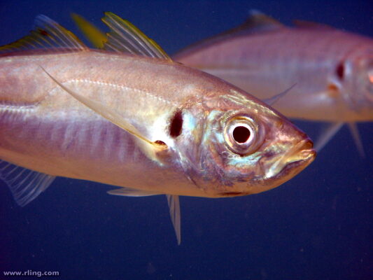 Trachurus novaezelandiae (Trachurus novaezelandiae) |commons:File:Trachurus novaezelandiae.jpg