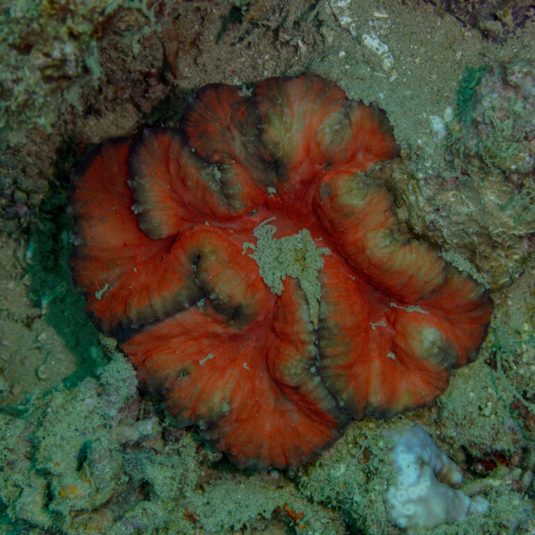 Trachyphyllia Geoffroyi (Trachyphyllia geoffroyi) |commons:File:Coral (Trachyphyllia geoffroyi), Anilao, Filipinas, 2023-08-21, DD 147.jpg