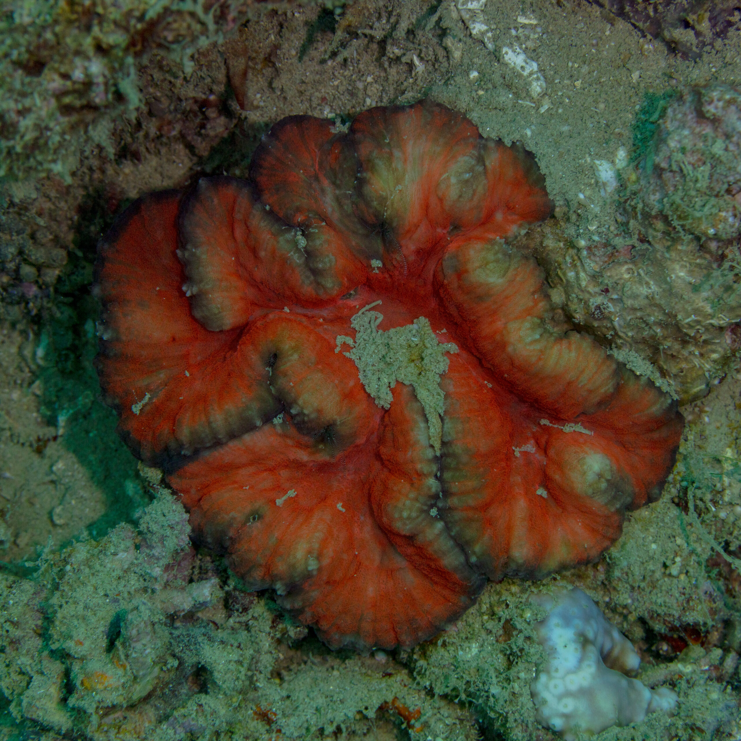 Trachyphyllia Geoffroyi (Trachyphyllia geoffroyi) |commons:File:Coral (Trachyphyllia geoffroyi), Anilao, Filipinas, 2023-08-21, DD 147.jpg