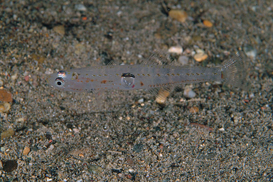 Transparent Goby (Aphia minuta) |commons:File:1 - Aphia minuta 03-11-06 DSCF4124.jpg
