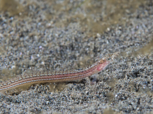 Trichonotus elegans (Trichonotus elegans) |commons:File:Long-rayed sand-diver female (Trichonotus elegans) (32079987940).jpg