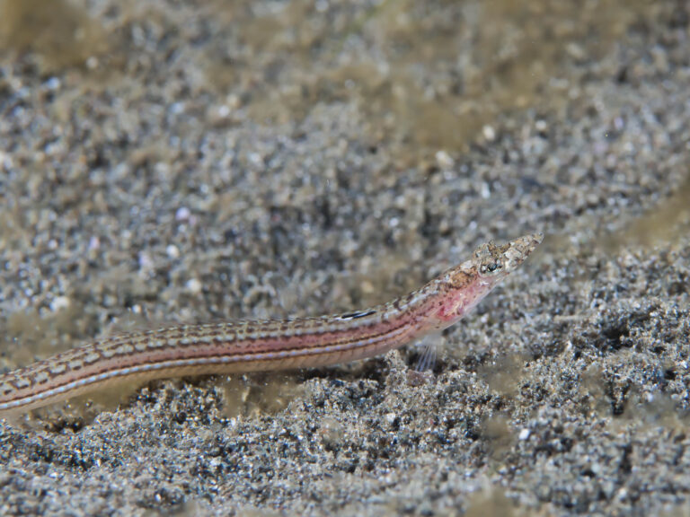 Trichonotus elegans (Trichonotus elegans) |commons:File:Long-rayed sand-diver female (Trichonotus elegans) (32079987940).jpg