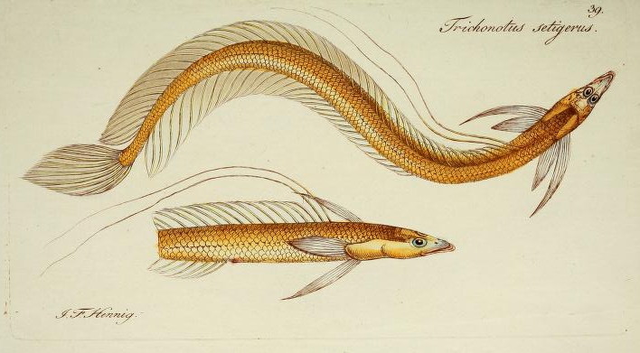 Trichonotus setiger (Trichonotus setiger) |commons:File:Trichonotus setiger.jpg