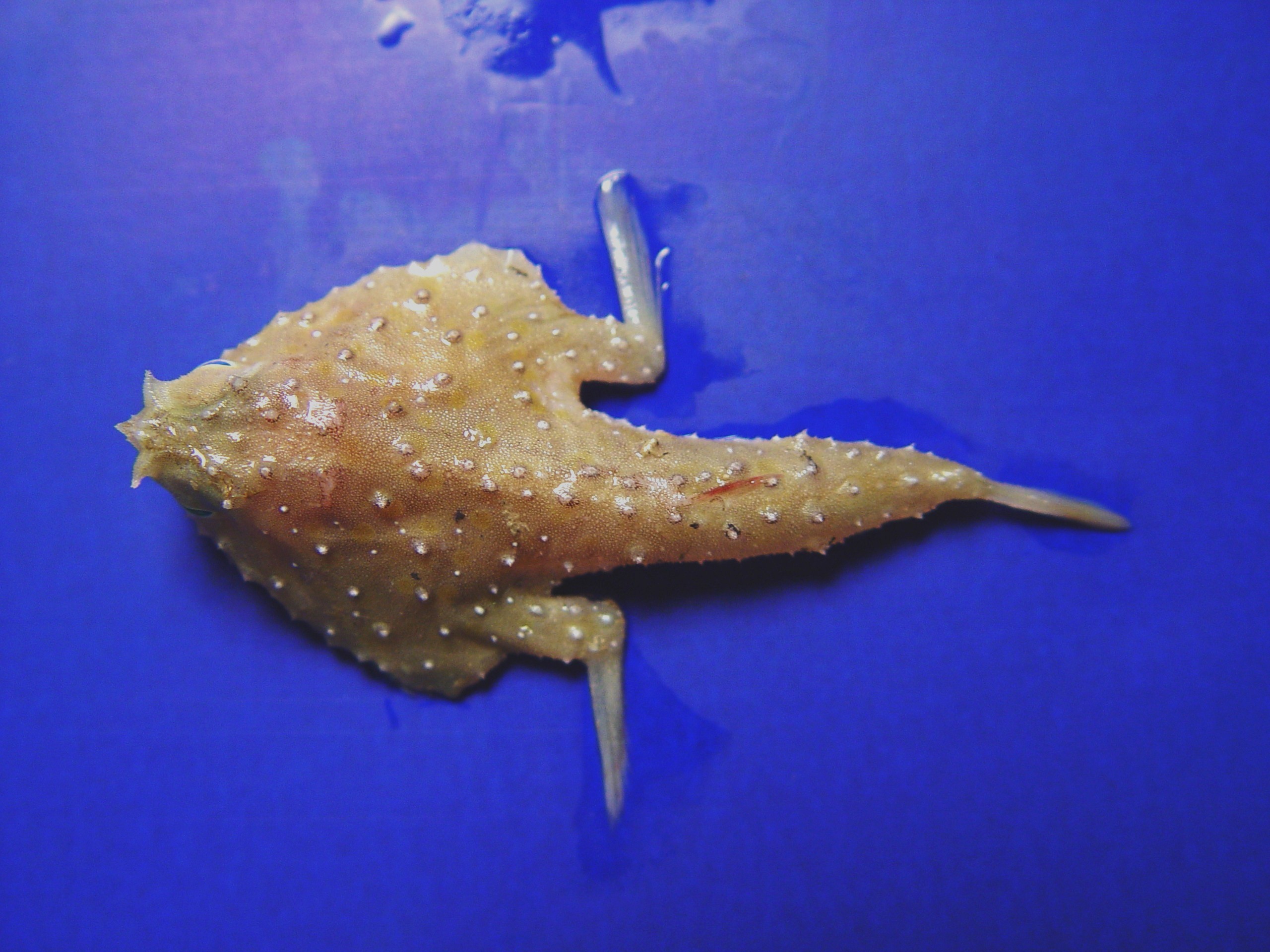 Tricorn Batfish (Zalieutes mcgintyi) |commons:File:Tricorn batfish ( Zalieutes mcgintyi ).jpg