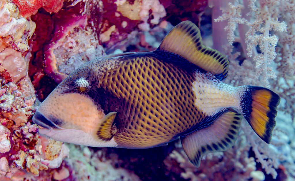 Triggerfish Balistoides viridescens