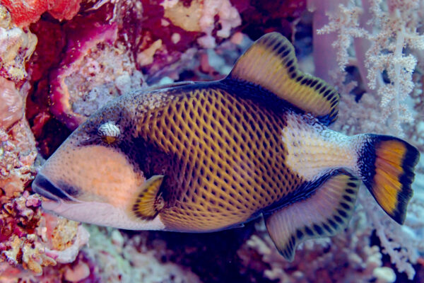 Triggerfish Balistoides viridescens