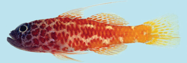 Trimma helenae (Trimma helenae) |commons:File:Trimma lantana male 22.6 mm, Helen Reef, Palau.jpg