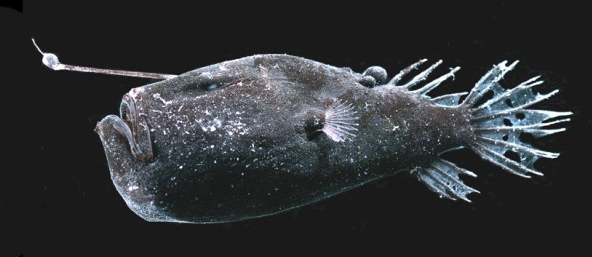 Triplewart Seadevil (Cryptopsaras couesii) |commons:File:BMC - Ceratiidae-Cryptopsaras.couesii.jpg