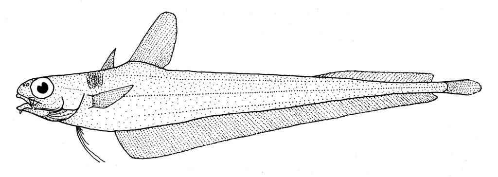 Tripterophycis gilchristi (Tripterophycis gilchristi) |commons:File:Tripterophycis gilchristi (Grenadier cod).gif