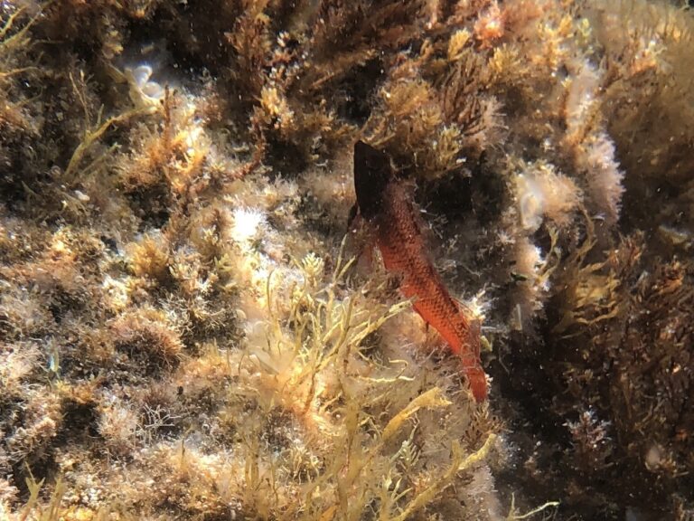 Tripterygion tartessicum (Tripterygion tartessicum) |commons:File:Tripterygion tartessicum.jpg