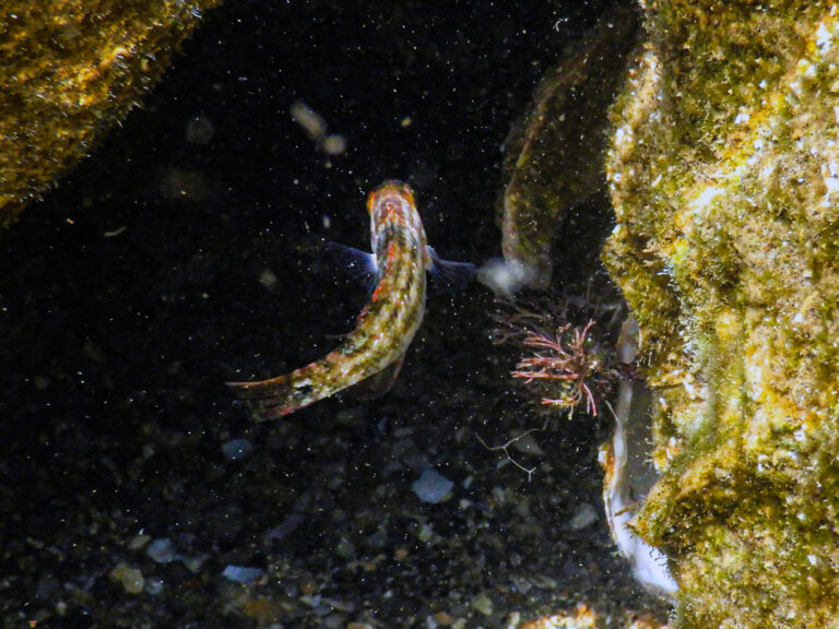 Tripterygion tripteronotum (Tripterygion tripteronotum) |commons:File:Pesce Tripterygion tripteronotum.jpg