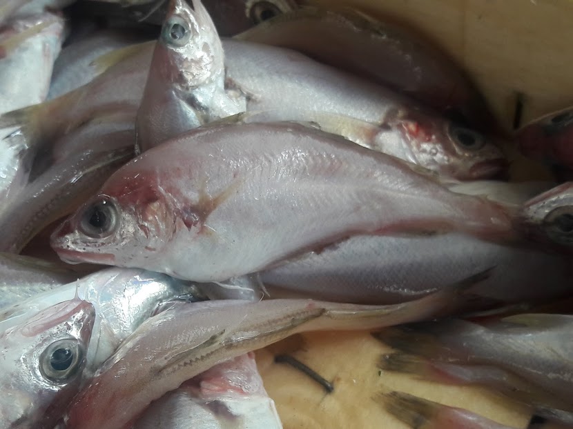 Trisopterus capelanus (Trisopterus capelanus) |commons:File:Trisopterus capelanus.jpg