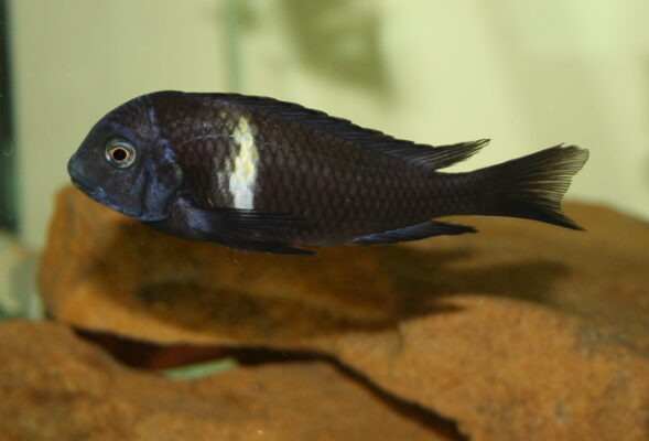 Tropheus Duboisi (Tropheus duboisi) |commons:File:Tropheus duboisi.jpg