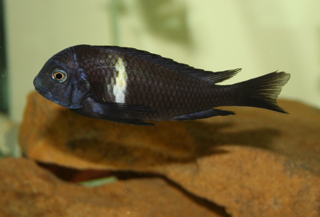 Tropheus Duboisi (Tropheus duboisi) |commons:File:Tropheus duboisi.jpg