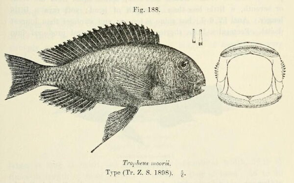 Tropheus Moorii (Tropheus moorii) |commons:File:Tropheus moorii.jpg