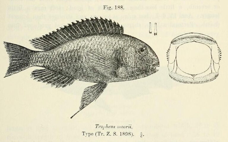 Tropheus Moorii (Tropheus moorii) |commons:File:Tropheus moorii.jpg