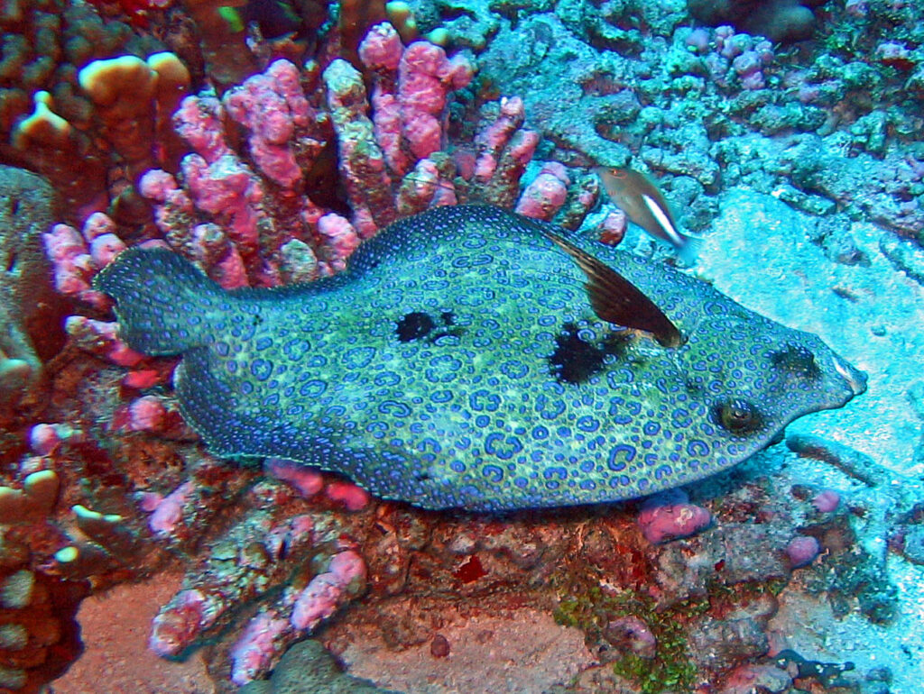 tropical flounder (Bothus mancus) |commons:File:Bothidae - Bothus mancus.jpg