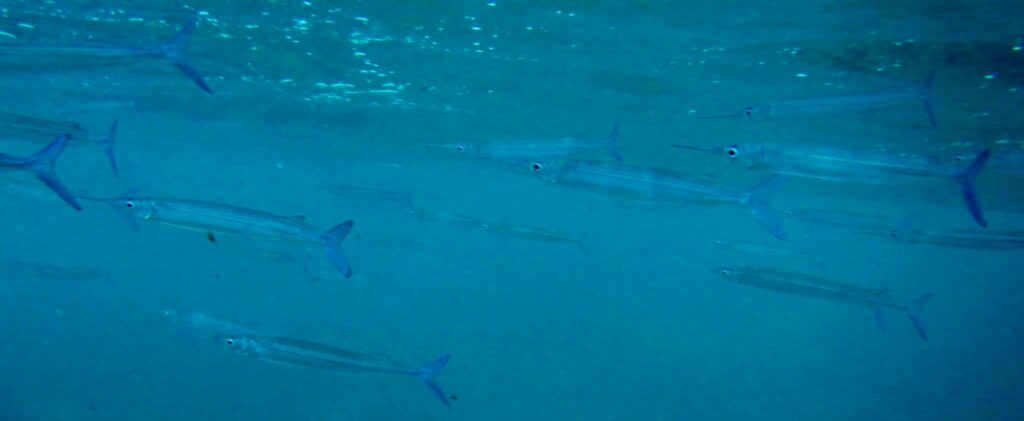 Tropical Halfbeak (Hyporhamphus affinis) |commons:File:Hyporhamphus affinis.jpg