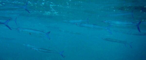 Tropical Halfbeak (Hyporhamphus affinis) |commons:File:Hyporhamphus affinis.jpg