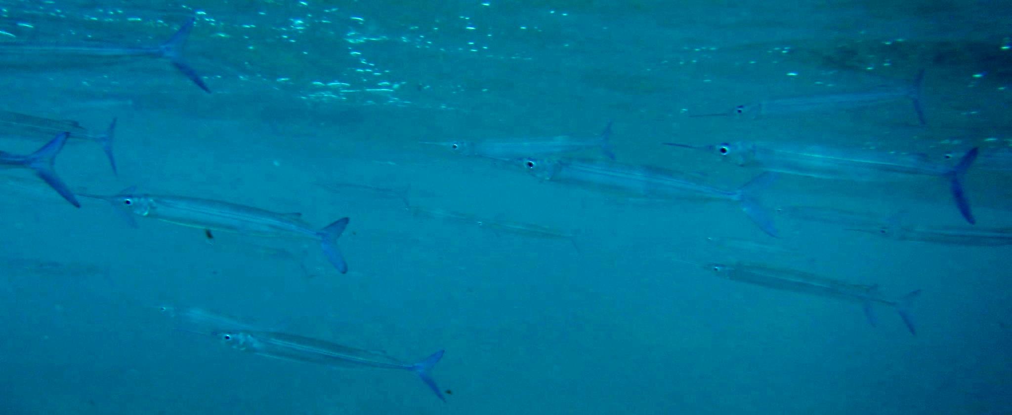 Tropical Halfbeak (Hyporhamphus affinis) |commons:File:Hyporhamphus affinis.jpg