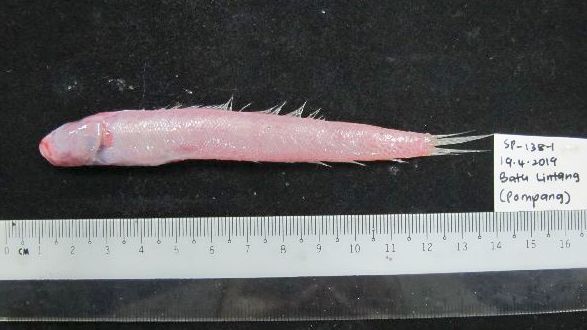 Trypauchen pelaeos (Trypauchen pelaeos) |commons:File:Trypauchen pelaeos.jpg