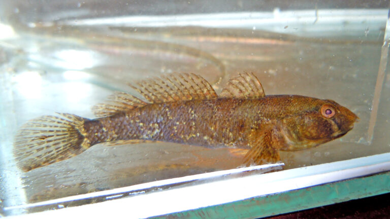 Tubenose Goby (Proterorhinus marmoratus) |commons:File:Proterorhinus marmoratus 1.jpg