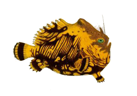 Tuberculated Frogfish (Antennatus tuberosus) |commons:File:Antennatus tuberosus.jpg