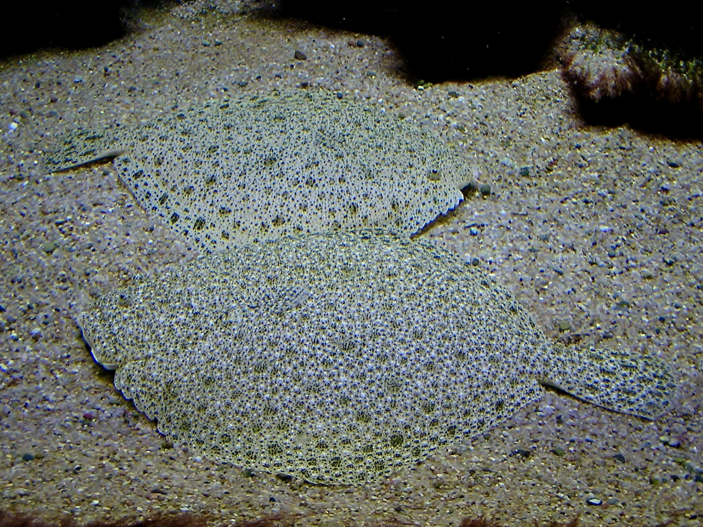 Turbot (Scophthalmus maximus) |commons:File:Scophthalmidae Scophthalmus maximus 2.jpg