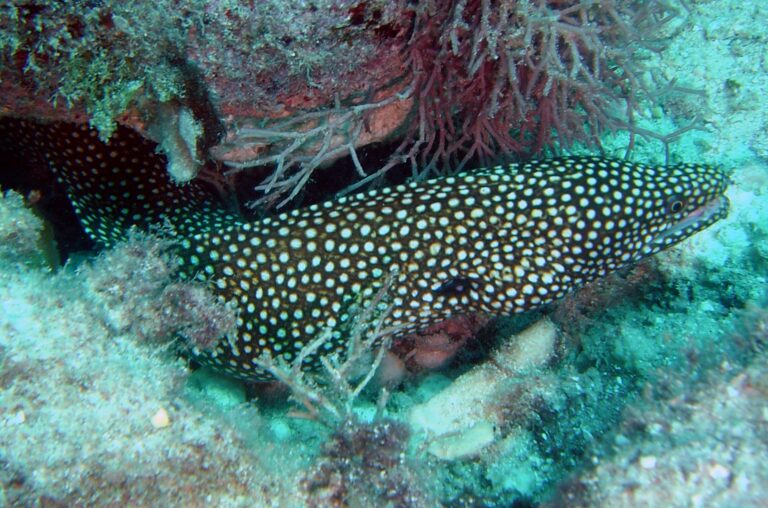 turkey moray (Gymnothorax meleagris) |commons:File:Gymnothorax meleagris.jpg