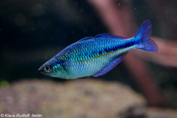 Turquoise Rainbowfish (Melanotaenia lacustris) |commons:File:Melanotaenia lacustris.jpg