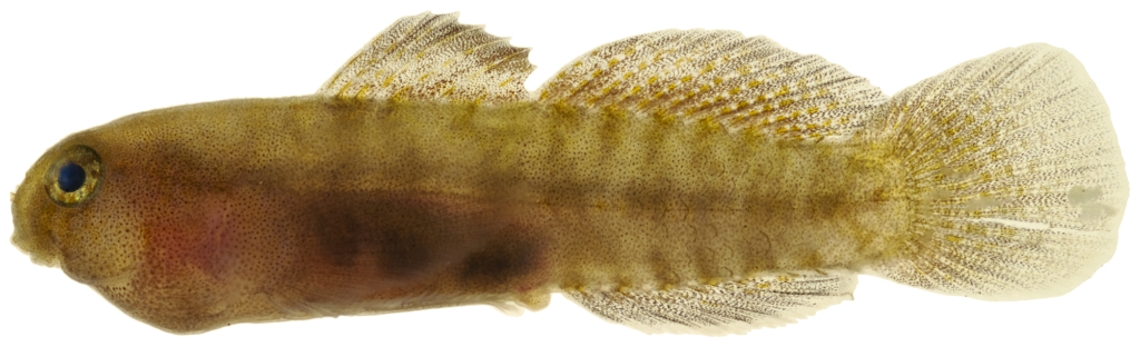 Tusked Goby (Risor ruber) |commons:File:Risor ruber - pone.0010676.g181.png