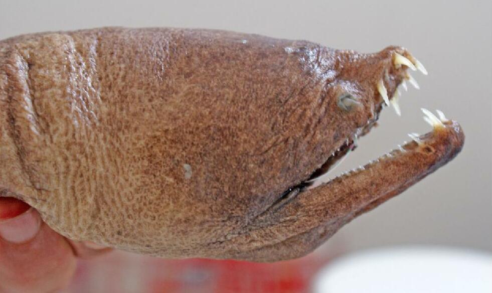 Tusky Eel (Aplatophis chauliodus) |commons:File:First record of Aplatophis chauliodus for the northeastern coast of Brazil (page 2 crop).jpg