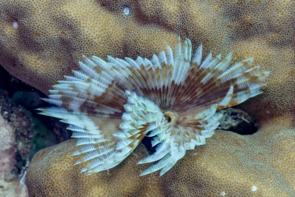 Tüy Kurdu Sabellastarte spectabilis