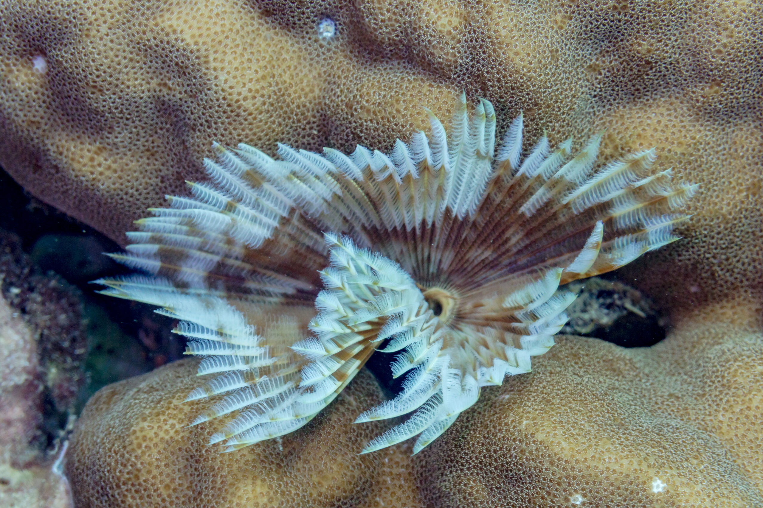 Tüy Kurdu Sabellastarte spectabilis