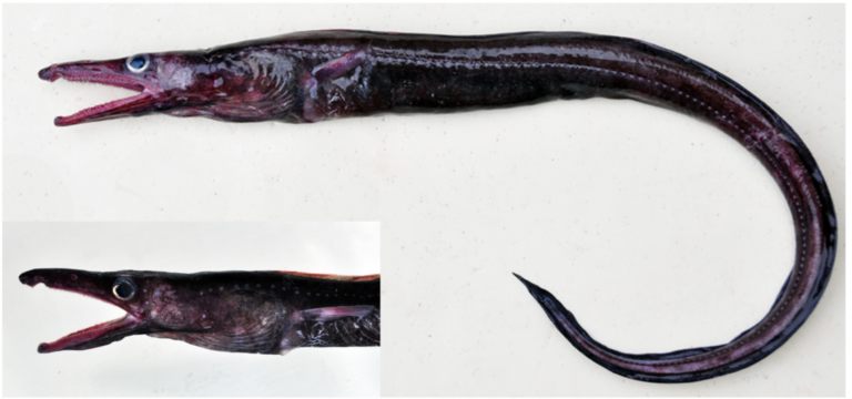 Twinpored Eel (Xenomystax atrarius) |commons:File:Xenomystax atrarius.png