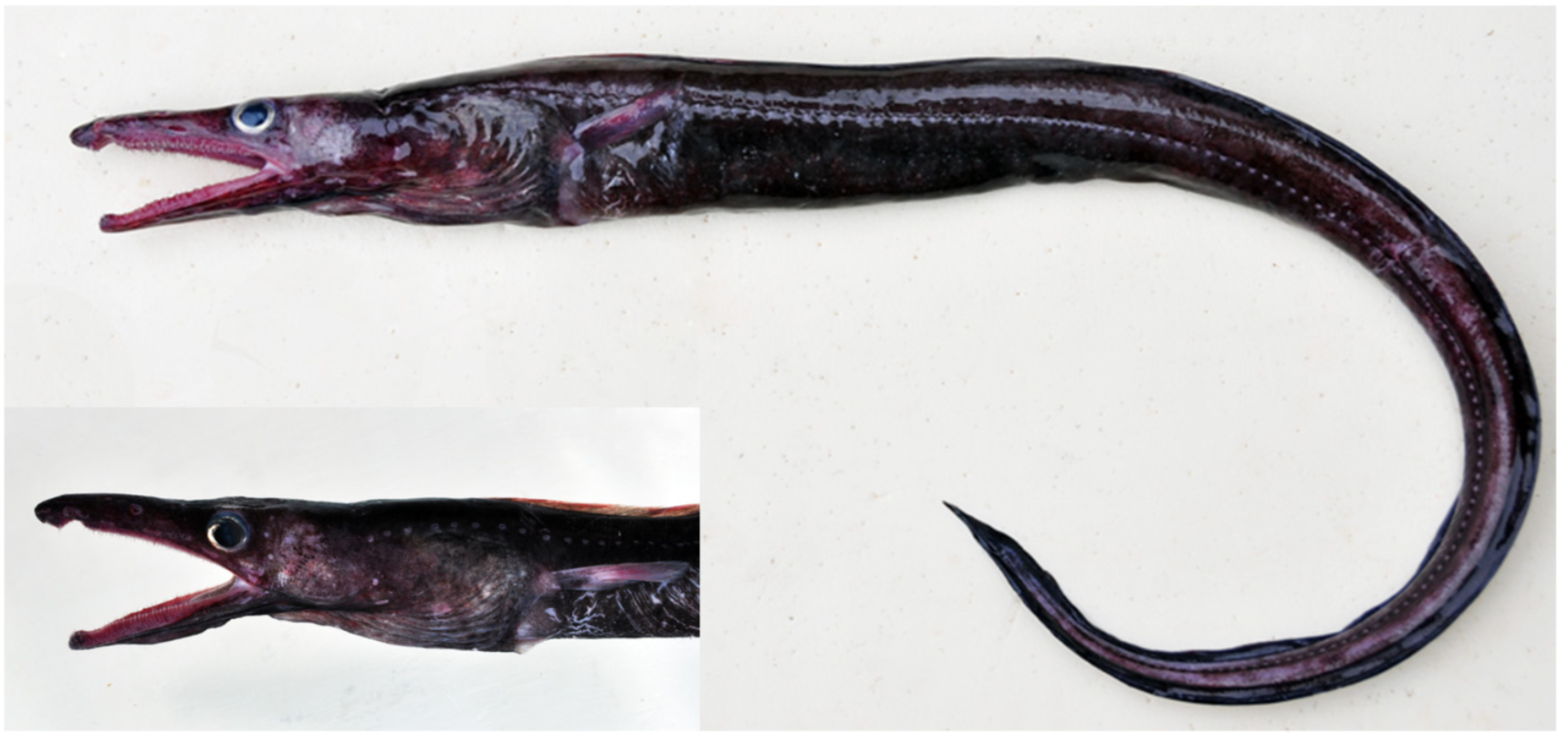 Twinpored Eel (Xenomystax atrarius) |commons:File:Xenomystax atrarius.png