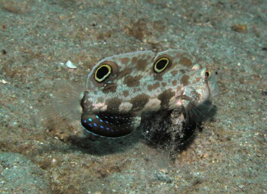 Twinspot Goby (Signigobius biocellatus) |commons:File:Signigobius biocellatus.jpg