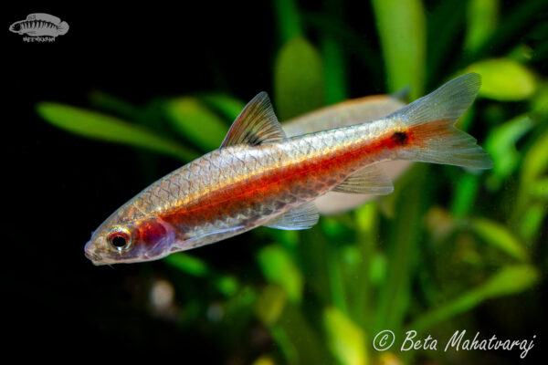 Two-Spot Barb (Puntius bimaculatus) |commons:File:Puntius bimaculatus.jpg