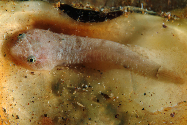 Two-spotted Clingfish (Diplecogaster bimaculata) |commons:File:Diplecogaster bimaculata (Stefano Guerrieri).jpg