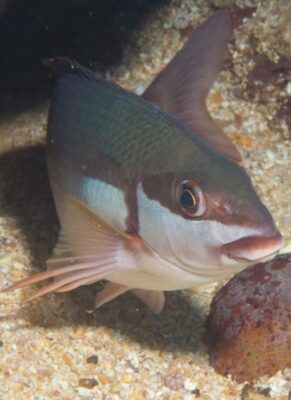 Two-tone Fingerfin (Chirodactylus brachydactylus) |commons:File:Chirodactylus brachydactylus 15698738.jpg