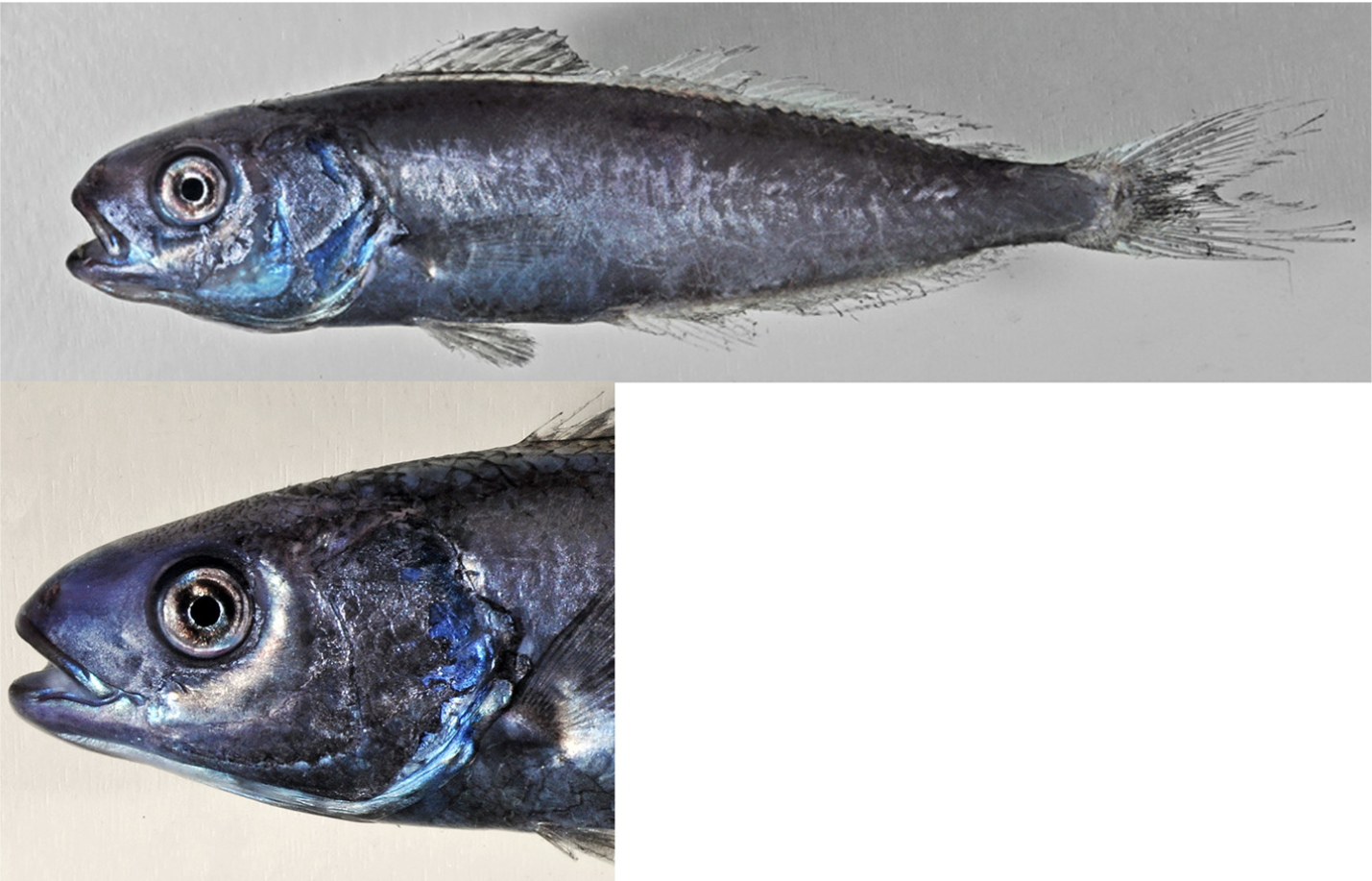 Twospine Driftfish (Psenes sio) |commons:File:Psenes sio.png