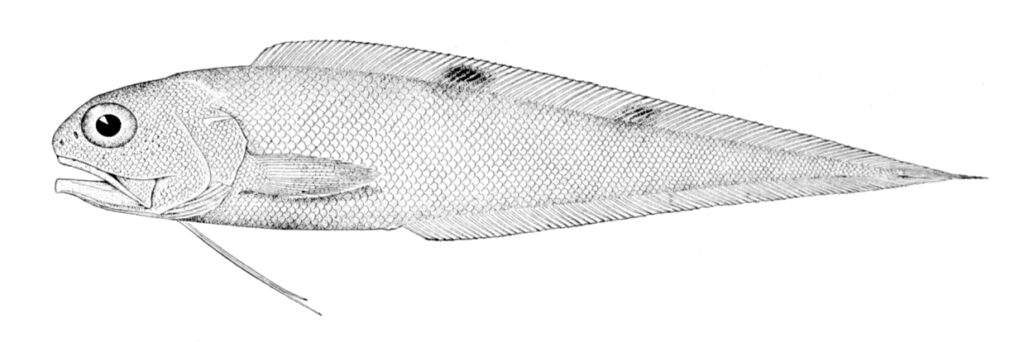 Twospot Brotula (Neobythites gilli) |commons:File:Neobythites gilli.jpg
