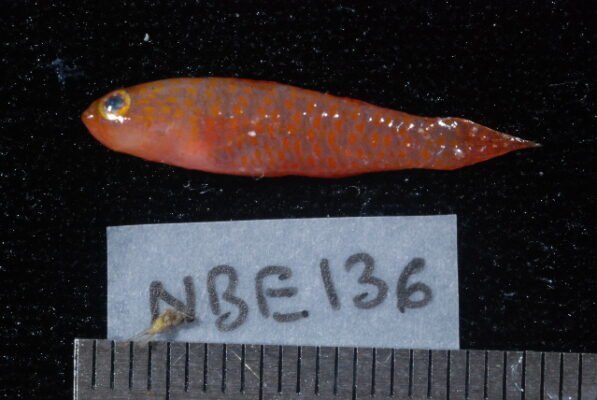 Twospot Dwarfgoby (Eviota distigma) |commons:File:Eviota distigma.jpg